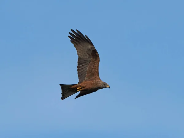 Black kite (Milvus migrans) — Stock Photo, Image