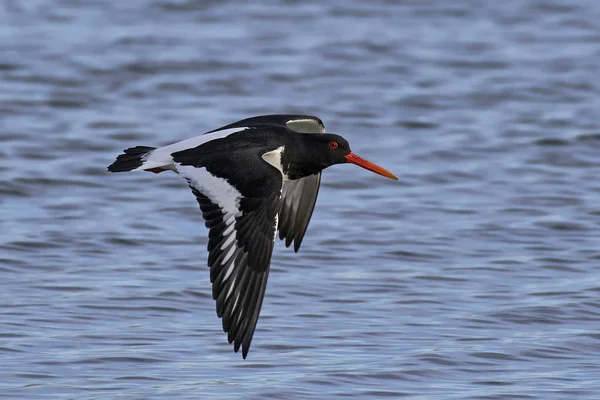 Captador de ostras euroasiático (Haematopus ostralegus) — Foto de Stock