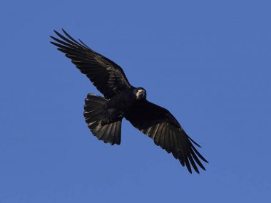Kale (Corvus frugilegus)