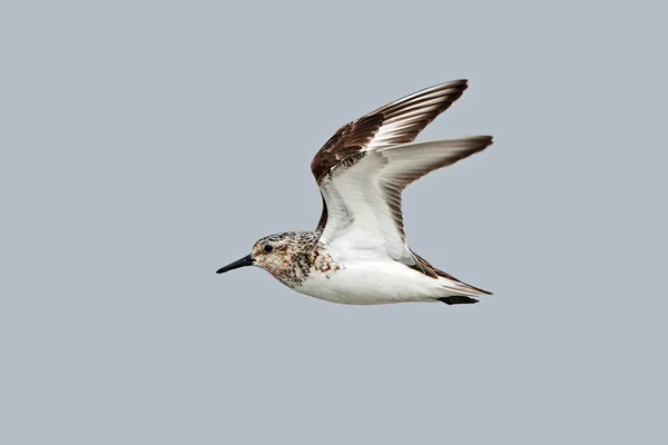 Sanderização (Calidris alba ) — Fotografia de Stock