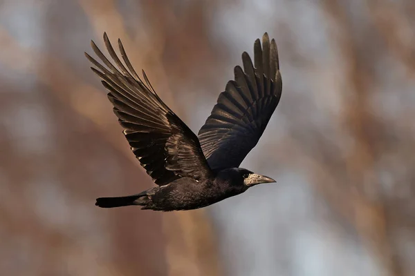 Rook (corvus frugilegus)) — Stockfoto