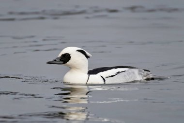 Smew (Mergellus albellus)