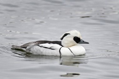 Smew (Mergellus albellus)