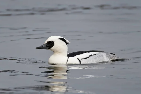 Smew (Mergellus albellus) — Stock Photo, Image