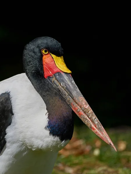 Sadel - fakturerade stork (ephippiorhynchus senegalensis) — Stockfoto