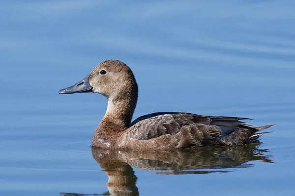 일반적인 Pochard (Aythya ferina) — 스톡 사진