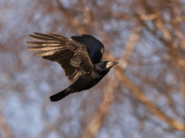 Wieża (Corvus frugilegus) — Zdjęcie stockowe