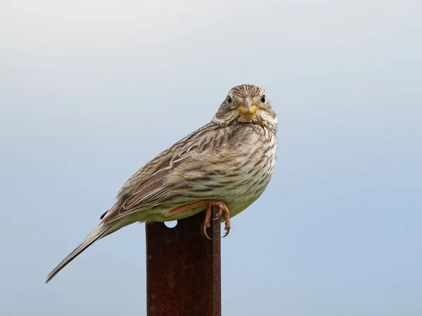 Кукуруза Бантинга (Emberiza calandra ) — стоковое фото