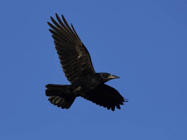 Kale (Corvus frugilegus)