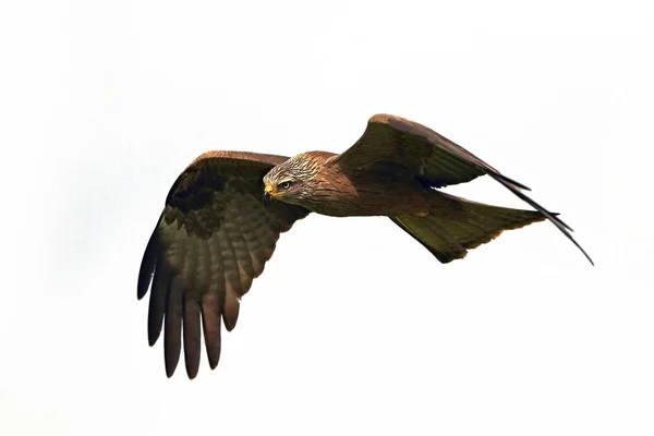 Cerf-volant noir (milvus migrans) — Photo