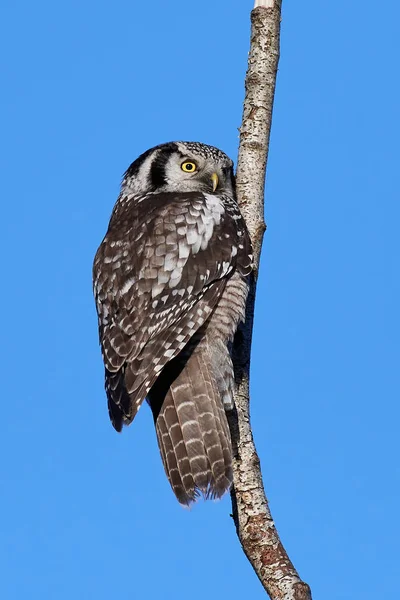 Búho halcón del norte (Surnia ulula ) — Foto de Stock