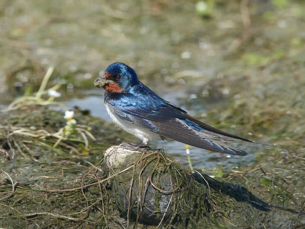 Barn Swallow (hirundo rustica)) — 图库照片