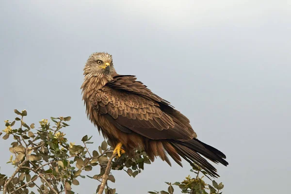 Černý drak (milvus migrans) — Stock fotografie