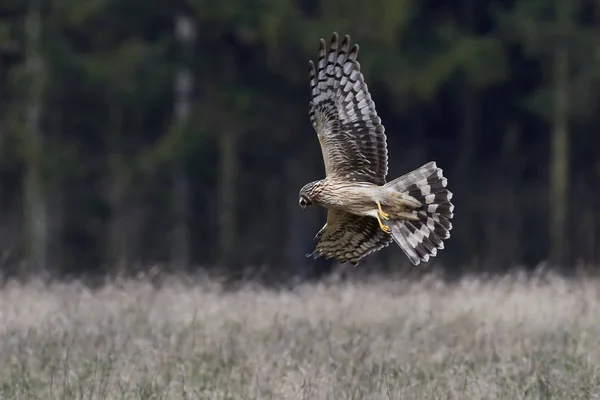 Κότα harrier (τσίρκο cyaneus) — Φωτογραφία Αρχείου