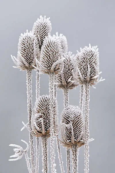 Mražené teasels (Dipsacus fullonum) — Stock fotografie