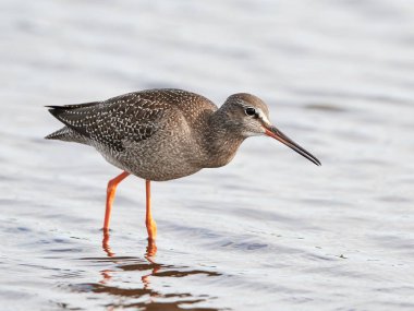 Benekli redshank (Tringa erythropus)