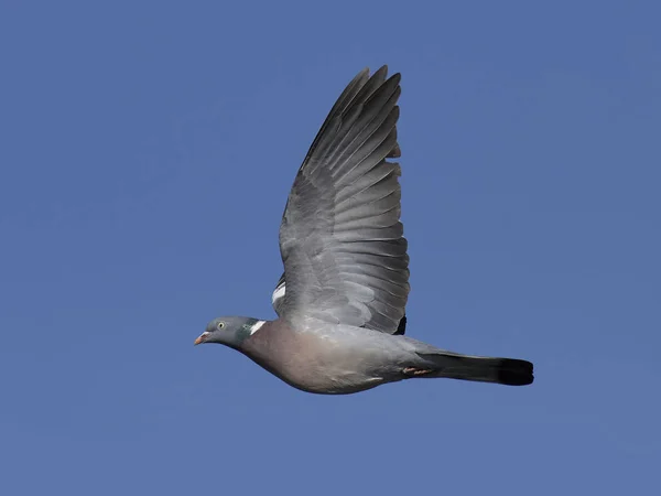 일반적 인 나무 비둘기 ( 칼럼바 팔 럼 버스 )) — 스톡 사진