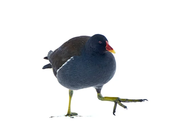 Gallinella d'acqua comune (Gallinula chloropus) — Foto Stock