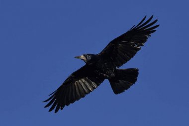 Kale (Corvus frugilegus)
