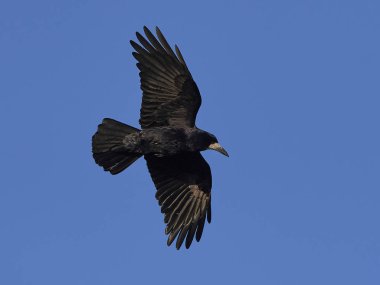 Kale (Corvus frugilegus)