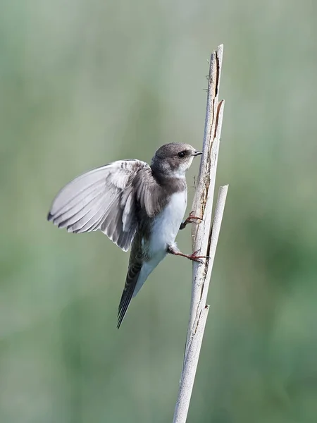 Sabbia Martin (Riparia riparia) — Foto Stock