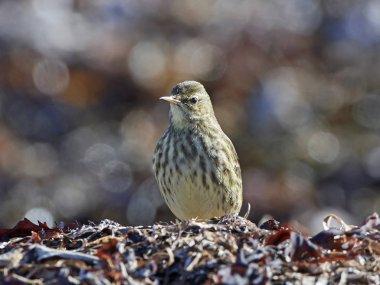 Avrasya Kaya incir kuşu (Anthus petrosus)