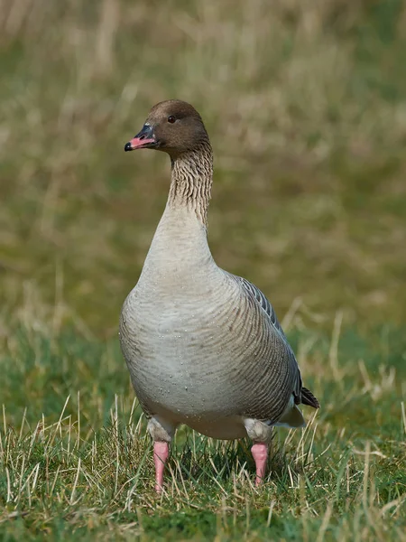 Pink-footed goose (Anser brachyrhynchus) — Stock Photo, Image