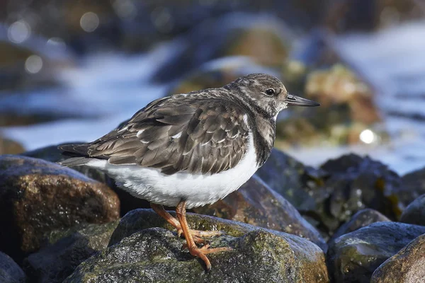 Ruddy Turnstone (arenaria interpreteert) — Stockfoto