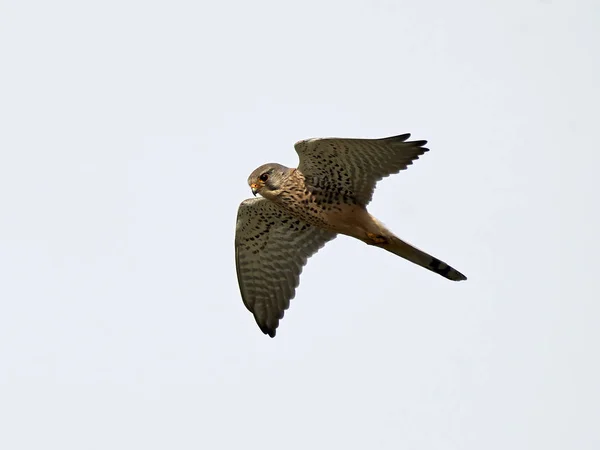 Обыкновенная пустельга (Falco tinnunculus) — стоковое фото