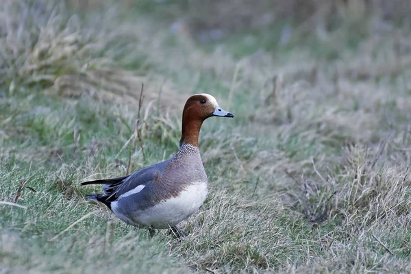 Eurasian wigeon (Anas penelope) — Stock Photo, Image