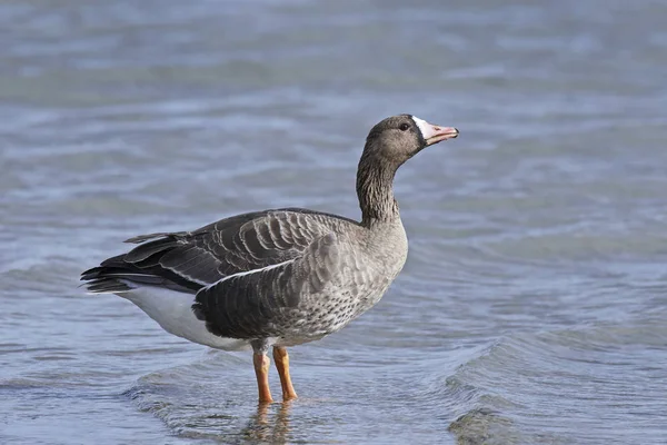 Greater white-fronted goose (Anser albifrons) — Stock Photo, Image