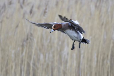 Avrasya wigeon (anas penelope)