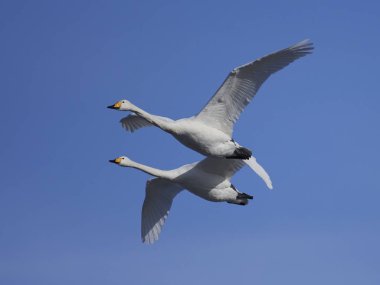 Ötücü kuğu (Cygnus cygnus)