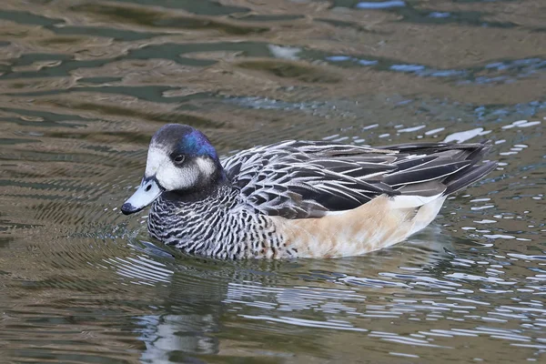 Chiloé Wigeon (anas sibilatrix ) —  Fotos de Stock