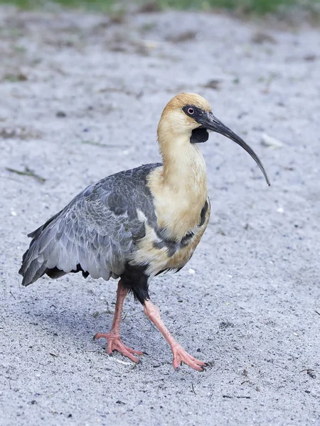 Black-faced ibis (Theristicus melanopis) — Stock Photo, Image