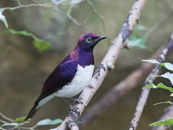 Фиолетовый Старлинг (Cinnyricinclus leucogaster) — стоковое фото