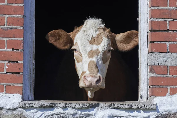 Domestic cow looking out a window — Stock Photo, Image