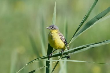 Batı Sarı kuyruksallayan (Motacilla flava)