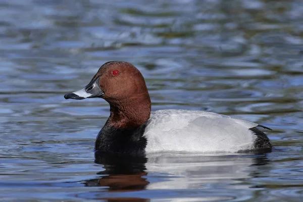 Brunand (Aythya ferina) — Stockfoto