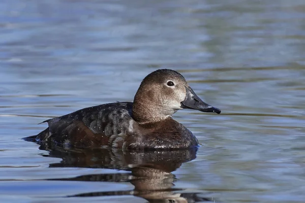 일반적인 Pochard (Aythya ferina) — 스톡 사진