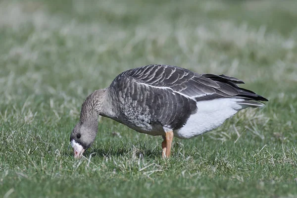 Greater white-fronted goose (Anser albifrons) — Stock Photo, Image