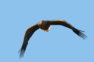 Ak kuyruklu kartal (Haliaeetus albicilla)