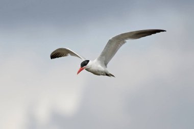 Hazar Deniztarağı (Hidroprogne Caspia)