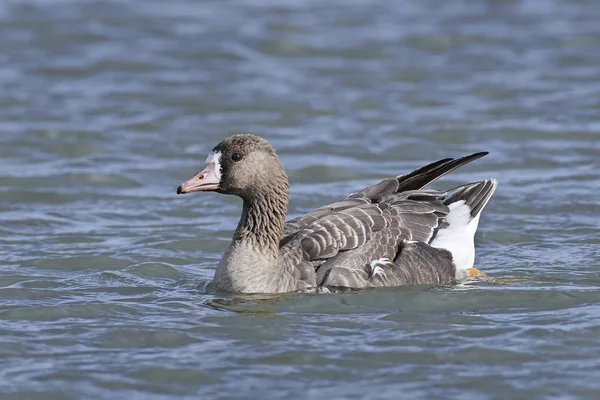 Greater white-fronted goose (Anser albifrons) — Stock Photo, Image