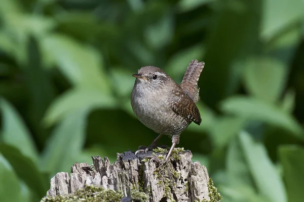 Střízlík obecný (troglodytes troglodytes) — Stock fotografie