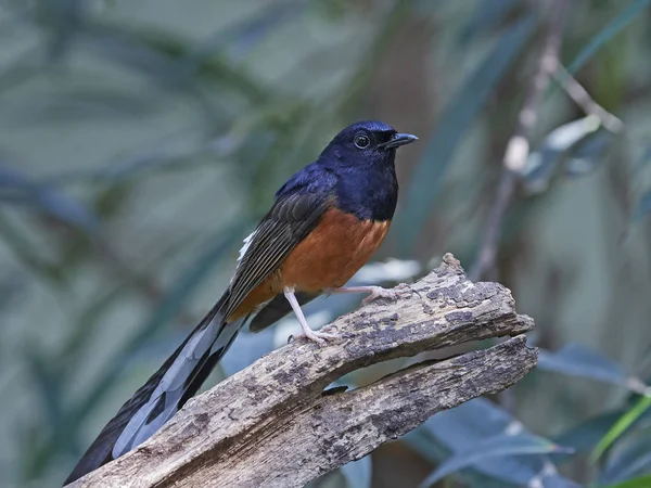 Beyaz popolu shama (Copsychus malabaricus) — Stok fotoğraf