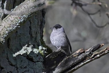 Avrasya ötleğen (Sylvia atricapilla)