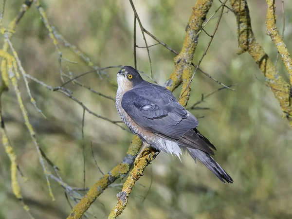 Gavilán euroasiático (Accipiter nisus ) — Foto de Stock