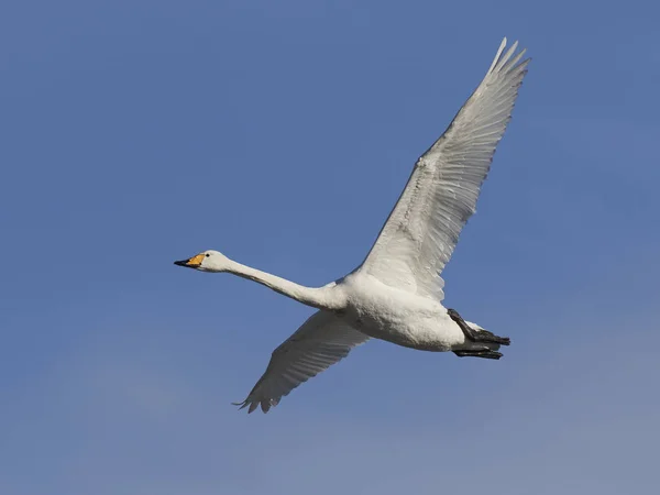 Cisne de Whooper (Cygnus cygnus ) — Fotografia de Stock