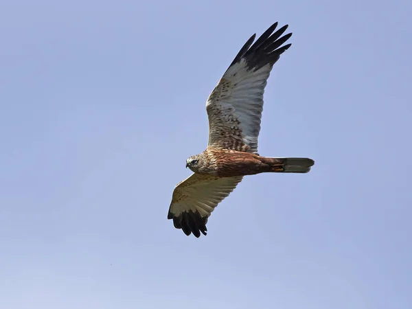 Macareux des marais (Circus aeruginosus) ) — Photo